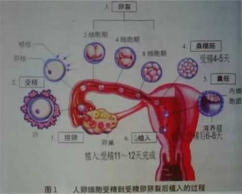 北京靠谱的供卵试管机构_国内供卵合法吗_生殖医学中心 囊胚一次移植几个？试